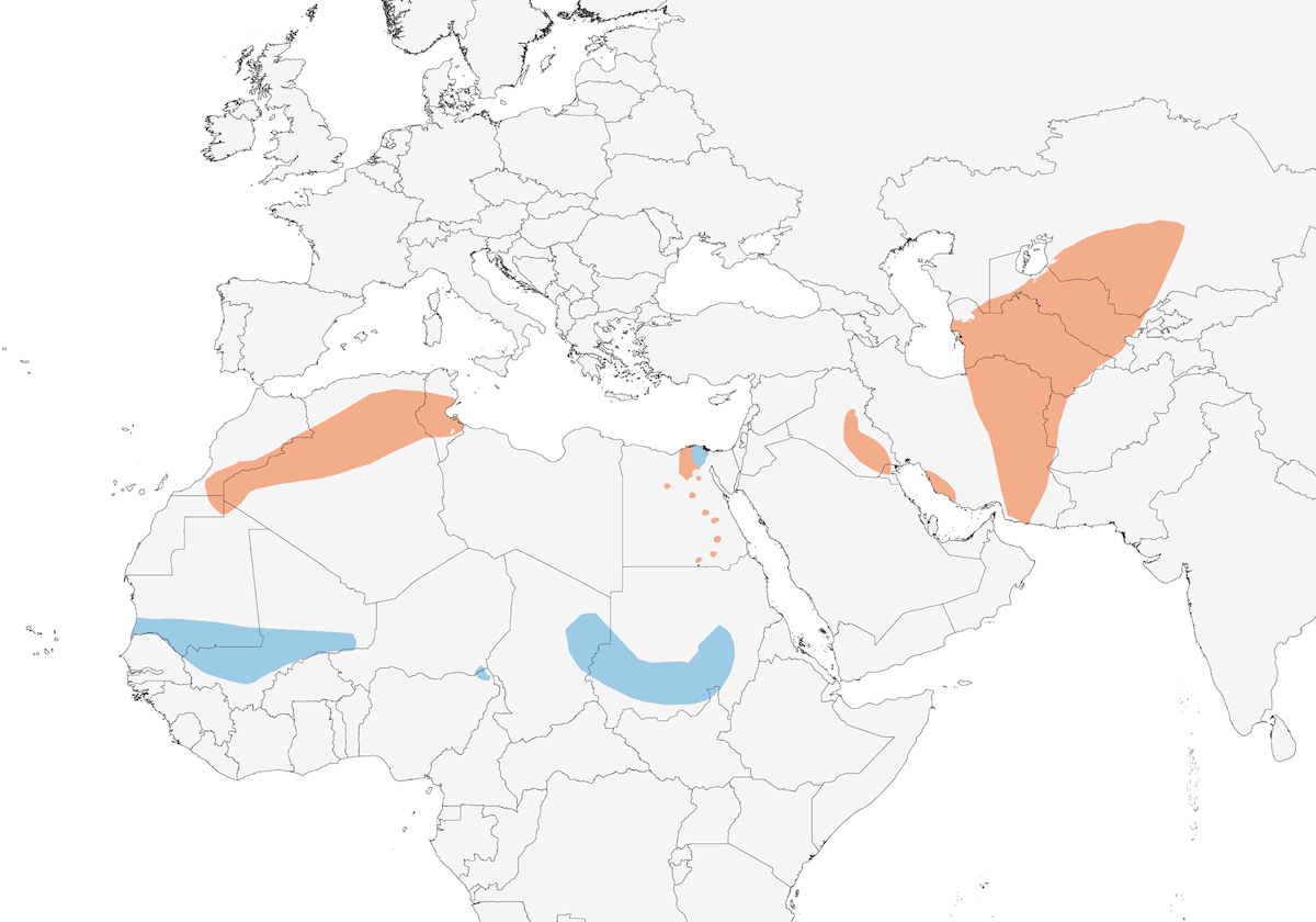 Egyptian Nightjar, Distribution 1