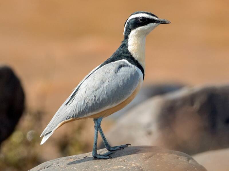 Egyptian Plover (Pluvianus aegyptius)