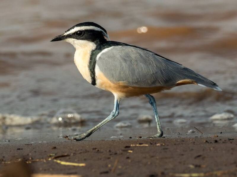 Egyptian Plover, 照片 2