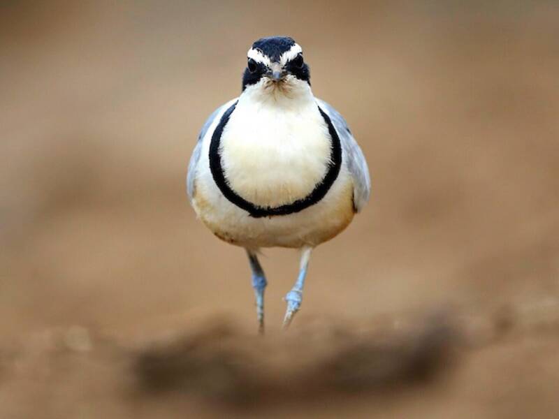 Egyptian Plover, 照片 3