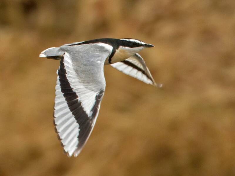 Egyptian Plover, 照片 4