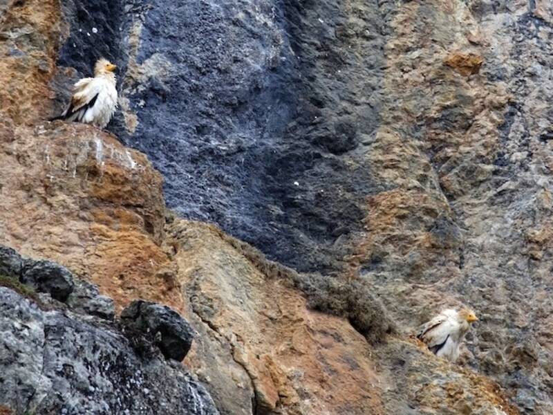 Egyptian Vulture
