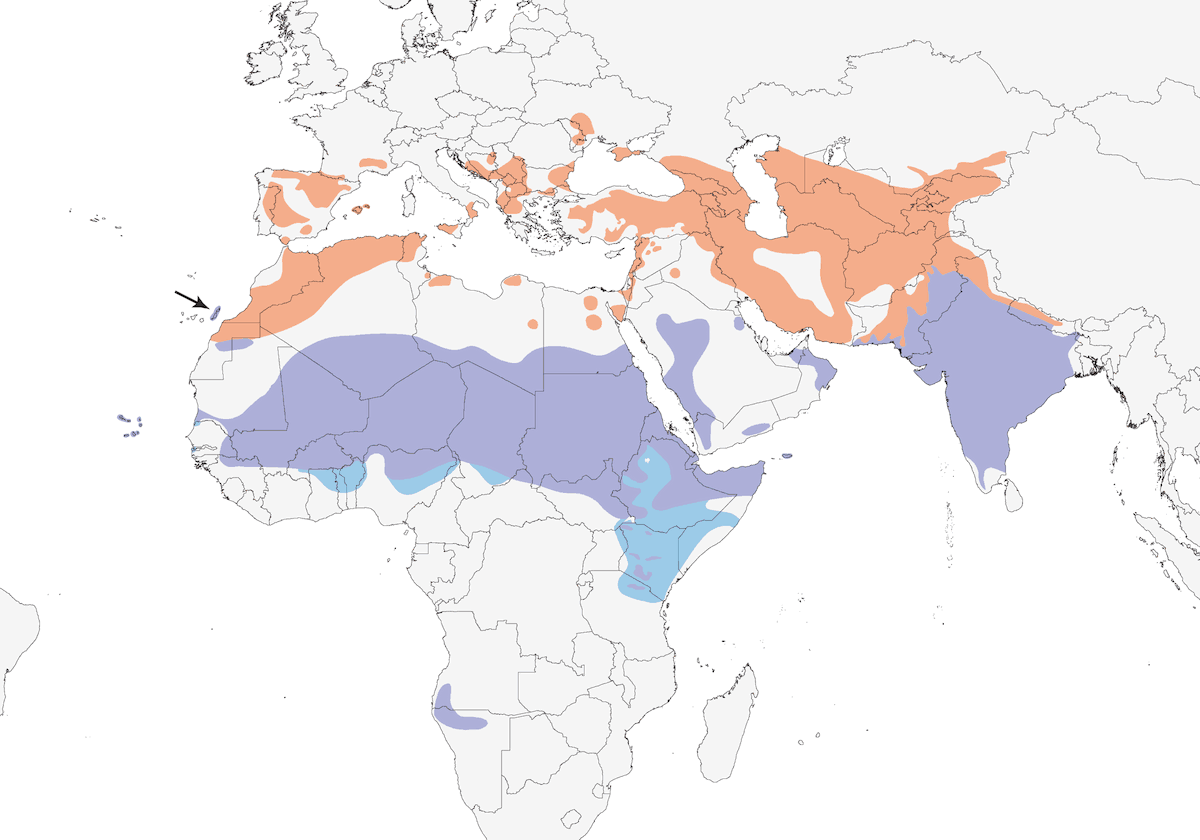 Avvoltoio egiziano, Distribuzione 1