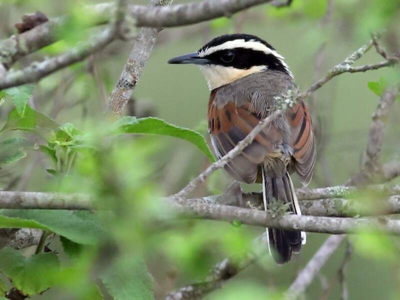 Elegant Crescentchest (Melanopareia elegans)