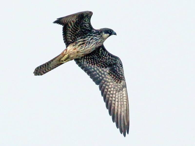 Eleonora's Falcon
