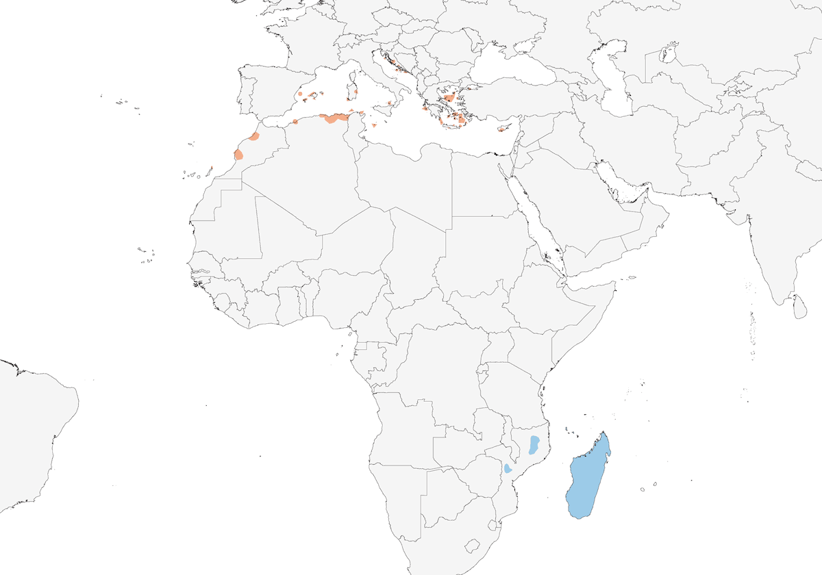Faucon d'Éléonore, Distribution 1