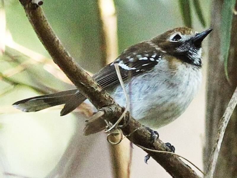 Oahu Elepaio, 照片 4