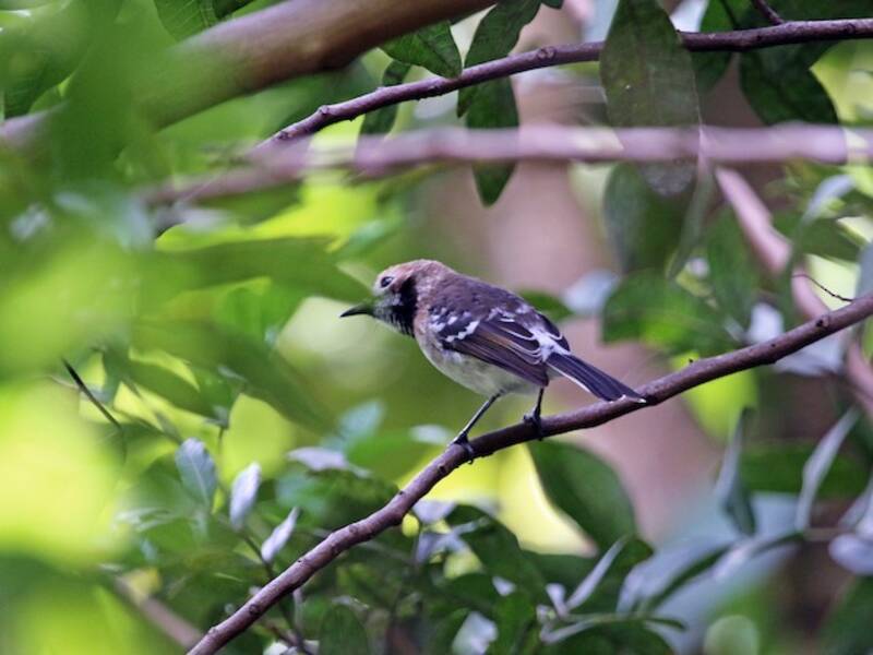 Élépaio d'Oahu