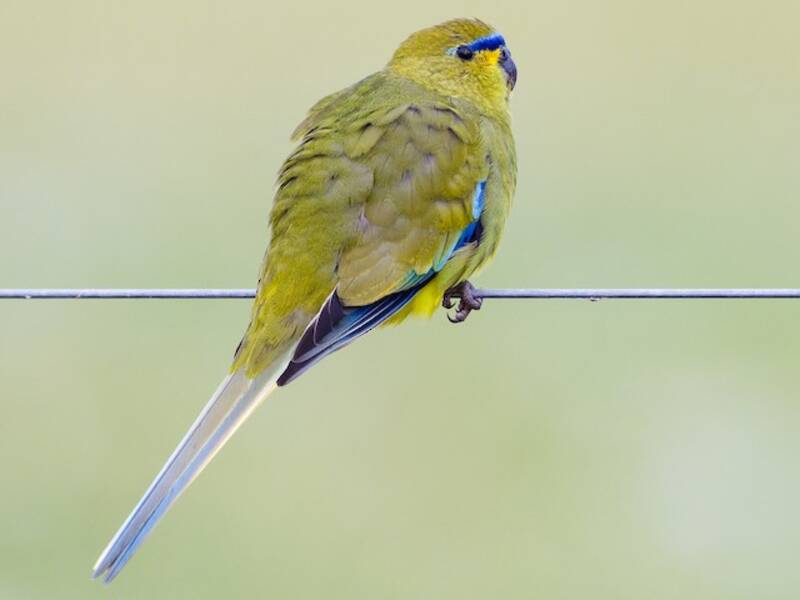 Perico Elegante