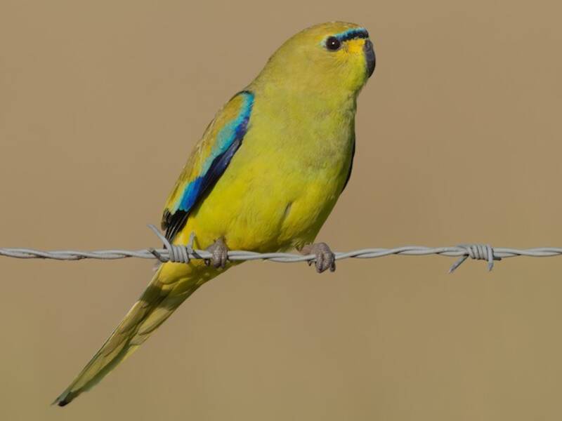 Perico Elegante, Fotos 3