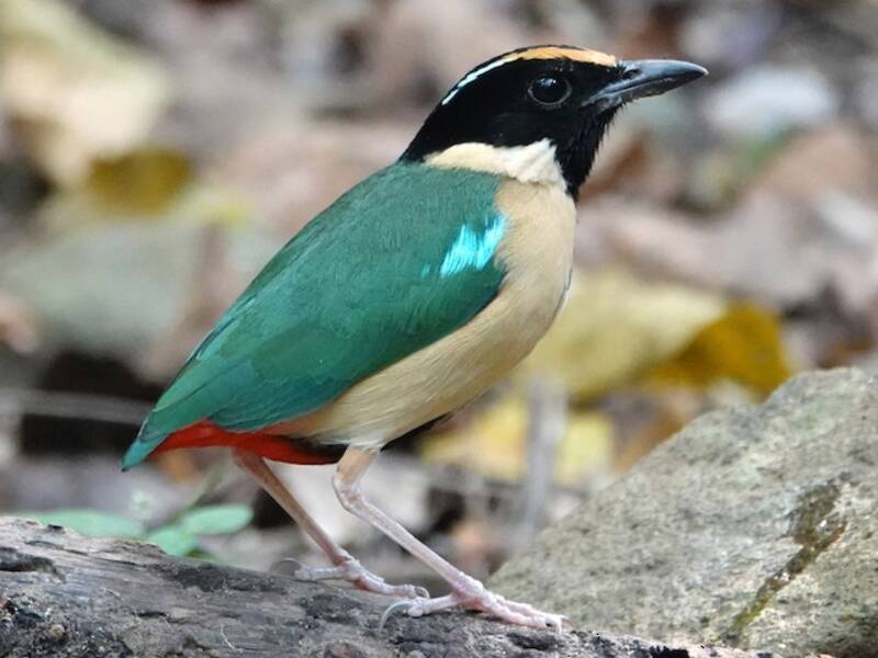 Ornate Pitta, Photos 4