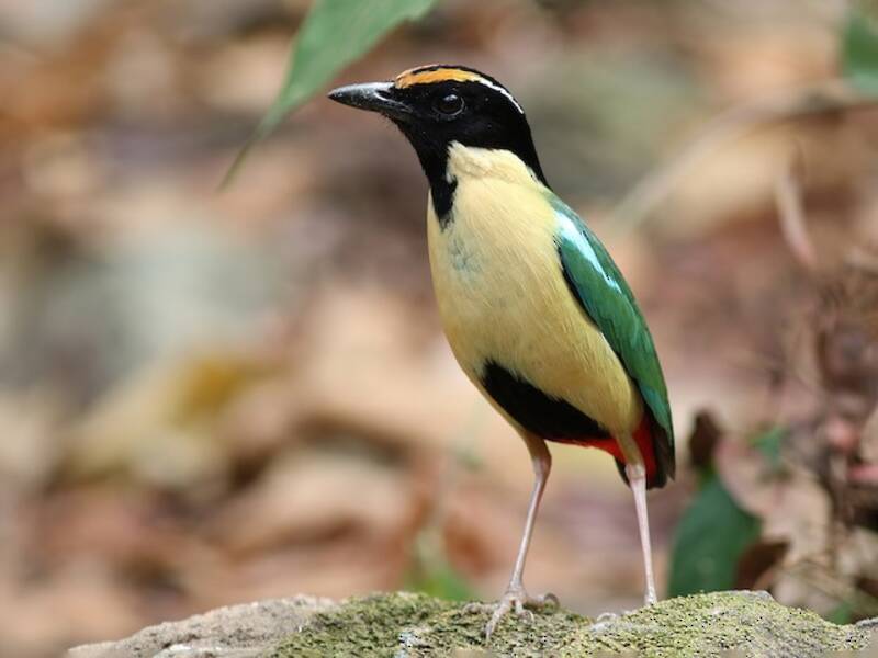 Ornate Pitta, Photos 3