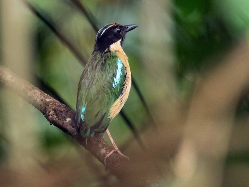 Ornate Pitta, Photos 2
