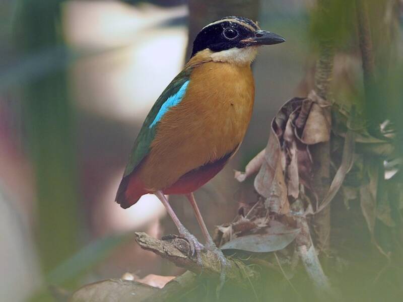 Banda Sea Pitta
