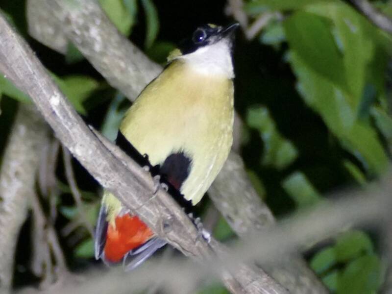 Banda Sea Pitta, 照片 2