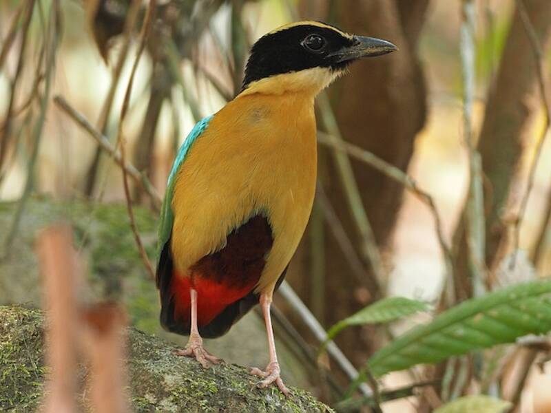 Elegant Pitta