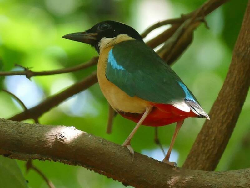 Prachtpitta, Fotos 3