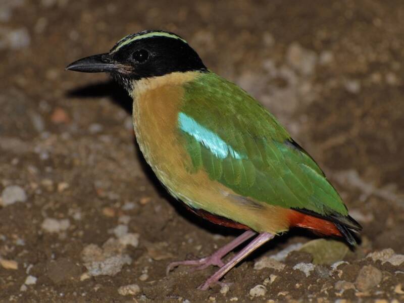 Prachtpitta, Fotos 2