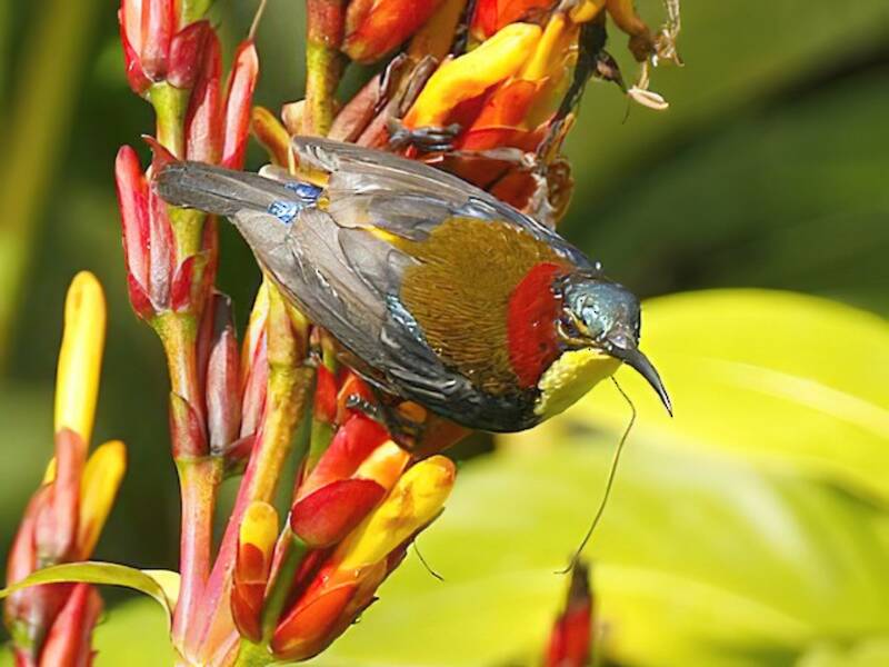 Elegant Sunbird