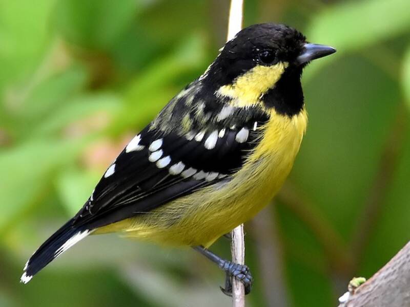Elegant Tit, 照片 4
