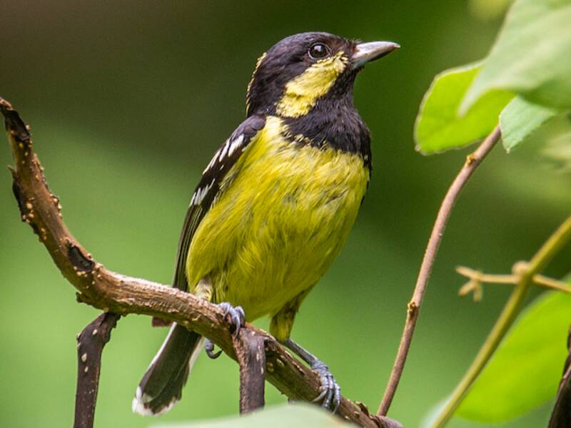 Elegant Tit, 照片 3