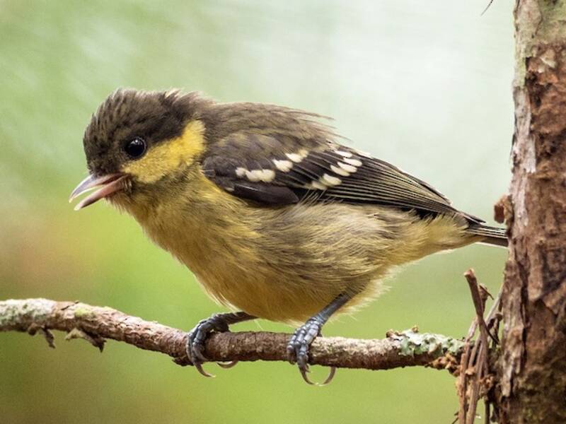 Elegant Tit, 照片 2