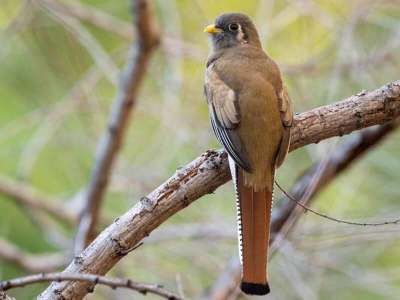 Elegant Trogon (Trogon elegans)