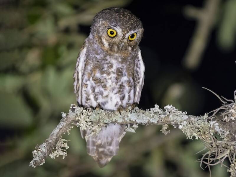 Elf Owl (Micrathene whitneyi)
