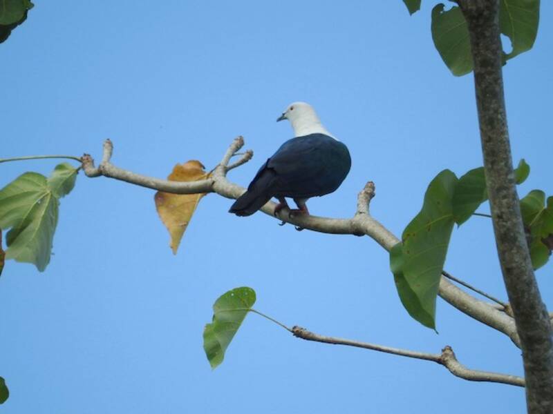 Elegant Imperial-Pigeon
