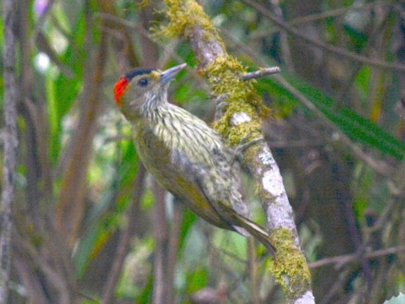Elliot's Woodpecker, Photos 3