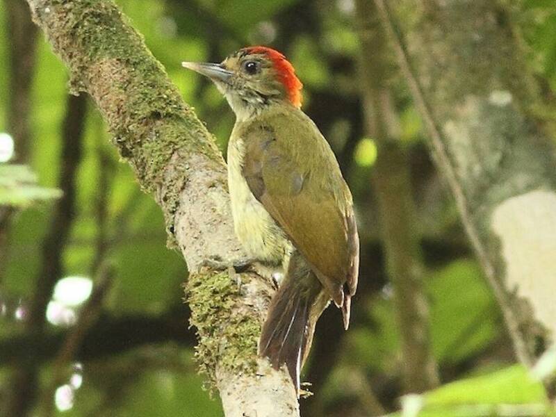 Elliot's Woodpecker, Photos 2