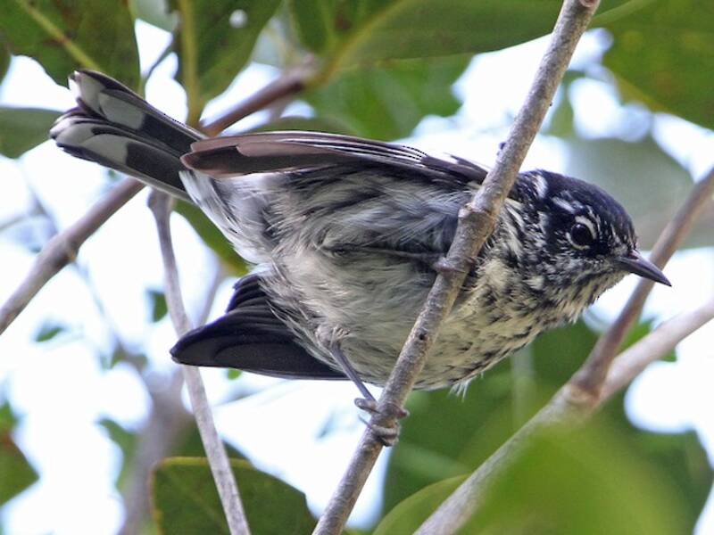 Elfin-woods Warbler (Setophaga angelae)