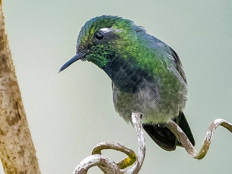 Emerald-chinned Hummingbird