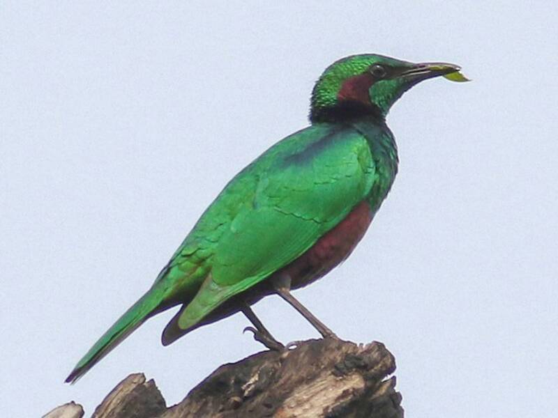 Emerald Starling, Photos 3