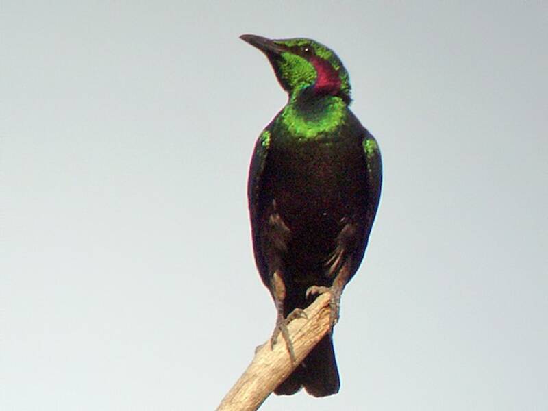 Emerald Starling, Photos 2