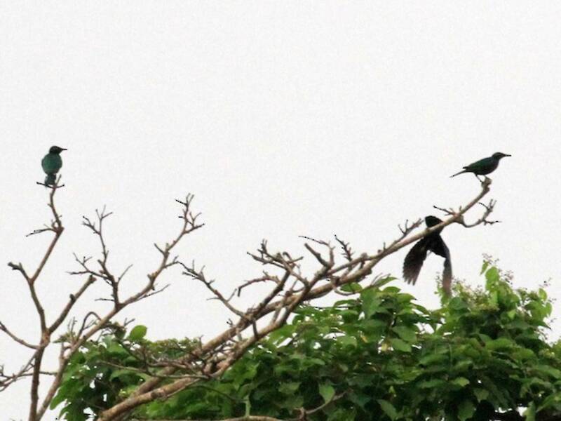 Emerald Starling, Photos 4