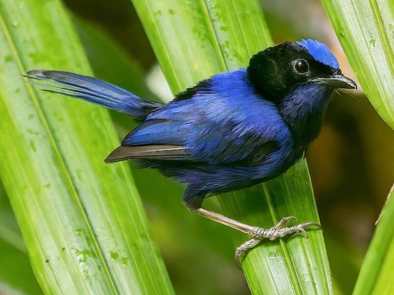 Emperor Fairywren, 照片 4