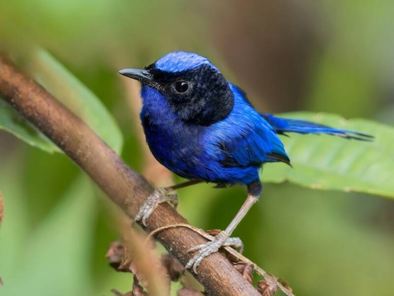 Emperor Fairywren, 照片 2