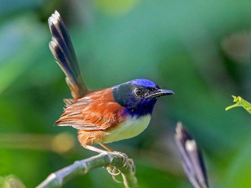 Emperor Fairywren, 照片 3