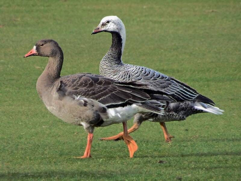 Emperor Goose (Anser canagicus)