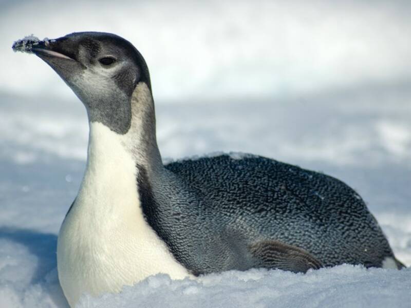 Kaiserpinguin, Fotos 4