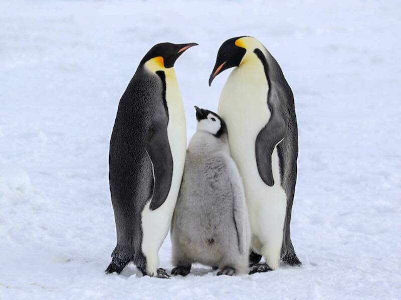 Kaiserpinguin, Fotos 3