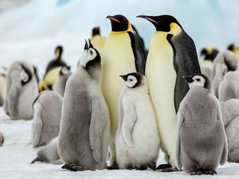Kaiserpinguin, Fotos 2