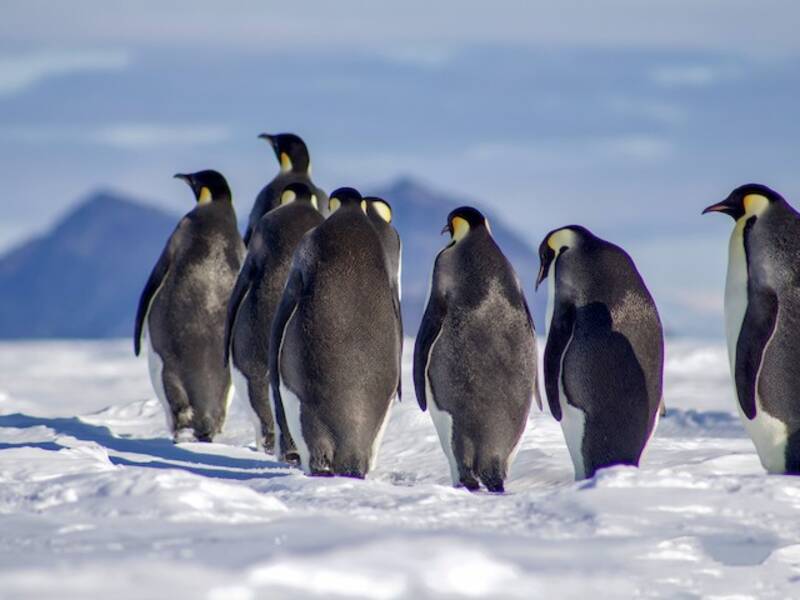Emperor Penguin (Aptenodytes forsteri)