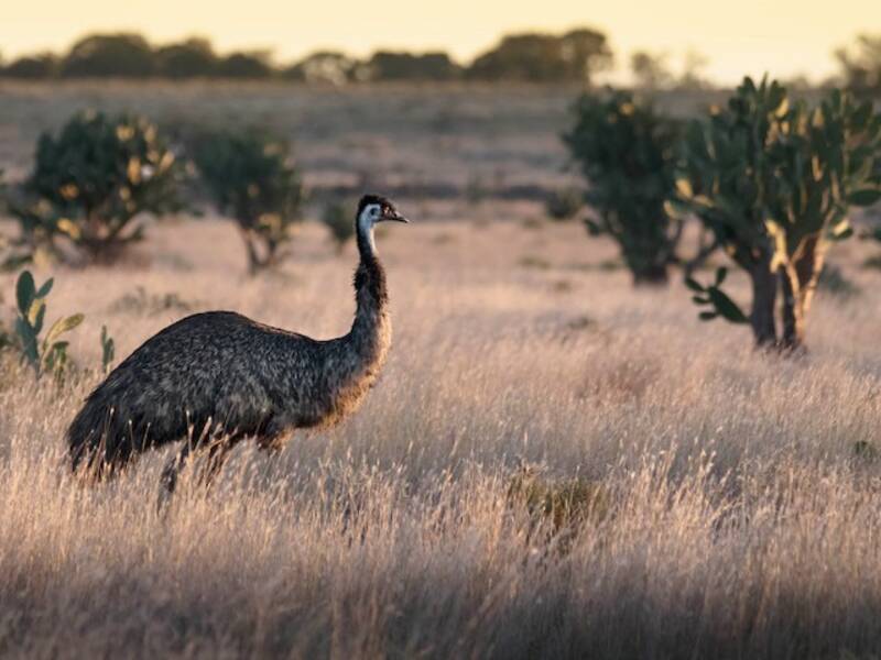 Emu (Dromaius novaehollandiae)
