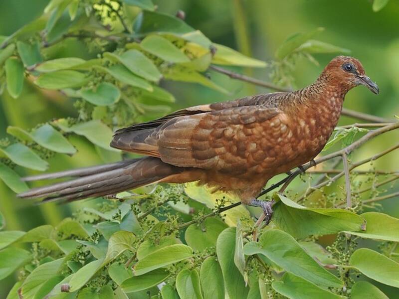 Enggano Cuckoo-Dove, Photos 4