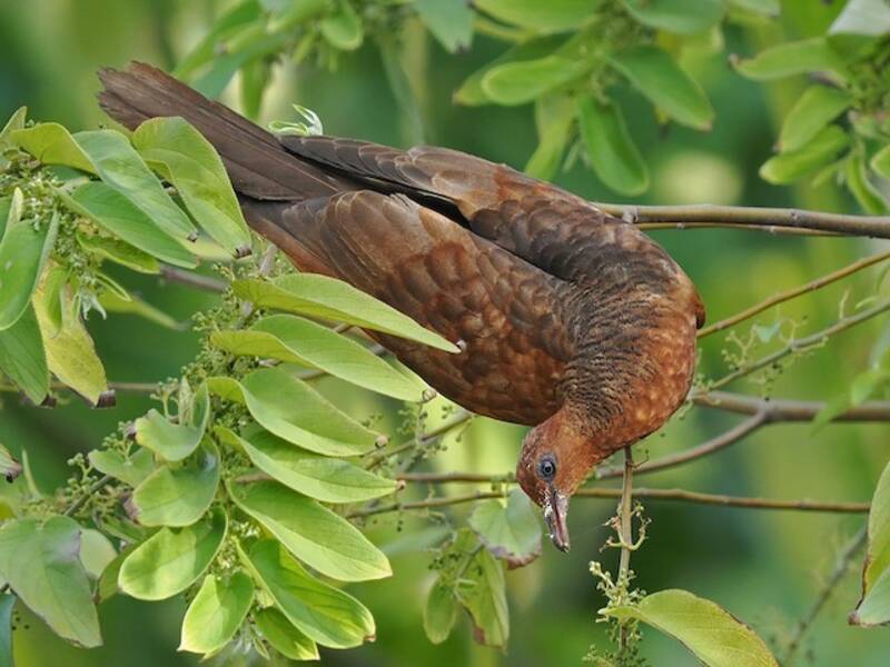 Enggano Cuckoo-Dove, Photos 3