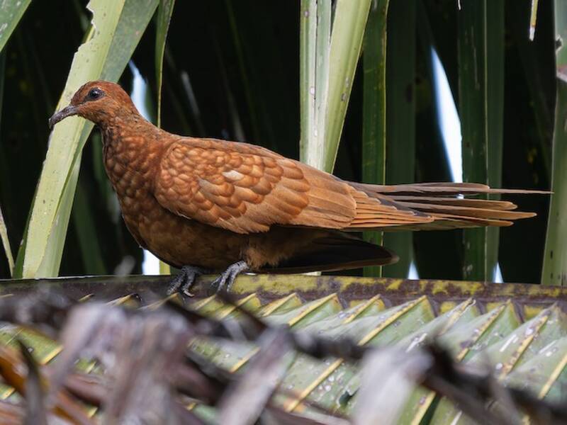 Enggano Cuckoo-Dove, Photos 2