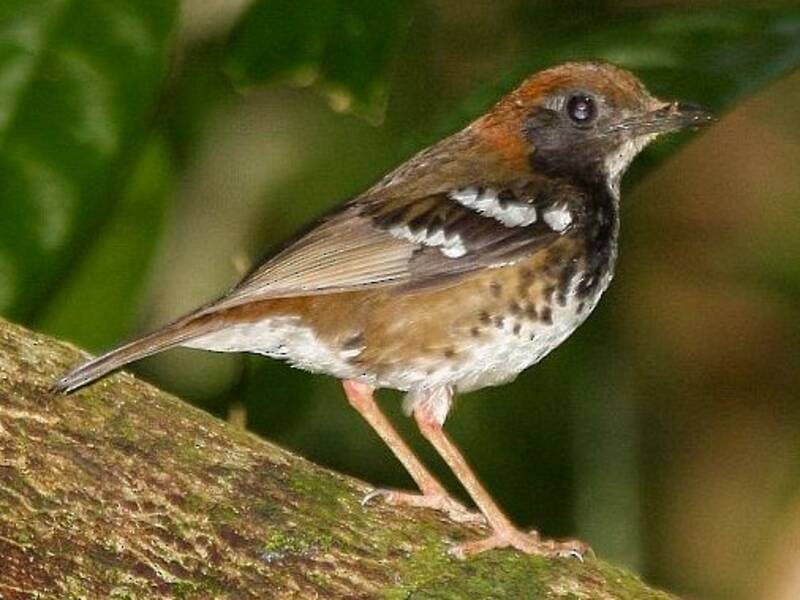 Enggano Thrush