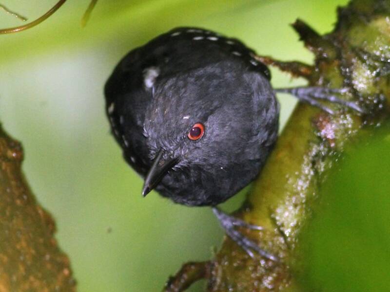Esmeraldas Antbird, Photos 3